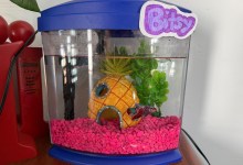 The Indy’s First Office Pet
