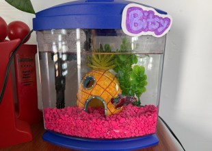 The Indy’s First Office Pet