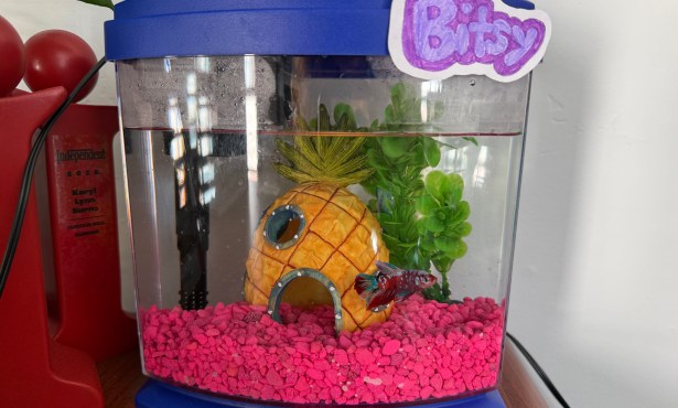 The Indy’s First Office Pet