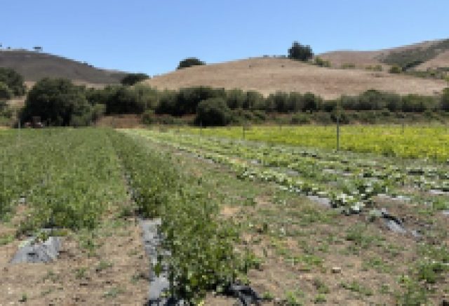 Santa Ynez Band of Chumash Indians Foundation Team to Volunteer at Veggie Rescue’s Shepherd Giving Farm