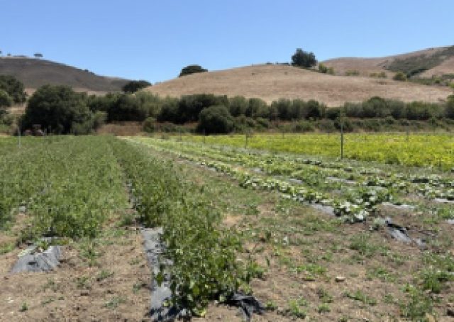 Santa Ynez Band of Chumash Indians Foundation Team to Volunteer at Veggie Rescue’s Shepherd Giving Farm