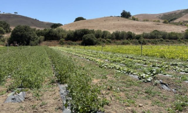 Santa Ynez Band of Chumash Indians Foundation Team to Volunteer at Veggie Rescue’s Shepherd Giving Farm