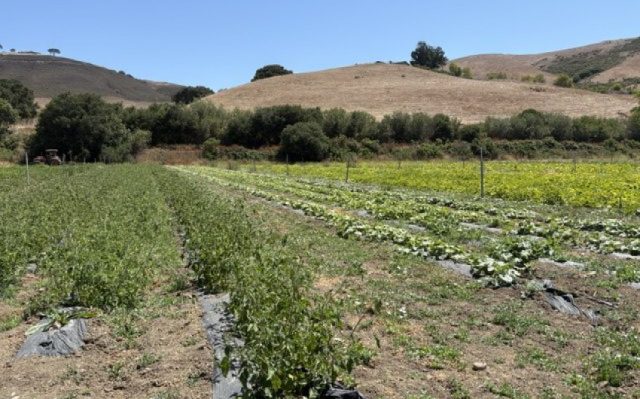 Santa Ynez Band of Chumash Indians Foundation Team to Volunteer at Veggie Rescue’s Shepherd Giving Farm