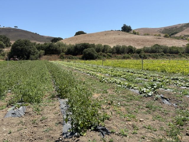 Santa Ynez Band of Chumash Indians Foundation Team to Volunteer at Veggie Rescue’s Shepherd Giving Farm