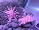 Fuzzy Purple Urchin Eaters Return to Sea Center 