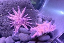 Fuzzy Purple Urchin Eaters Return to Sea Center 