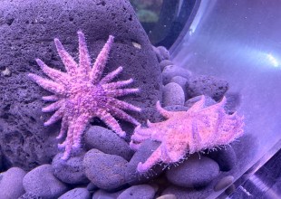 Fuzzy Purple Urchin Eaters Return to Sea Center 
