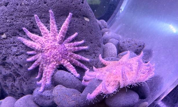 Fuzzy Purple Urchin Eaters Return to Sea Center 
