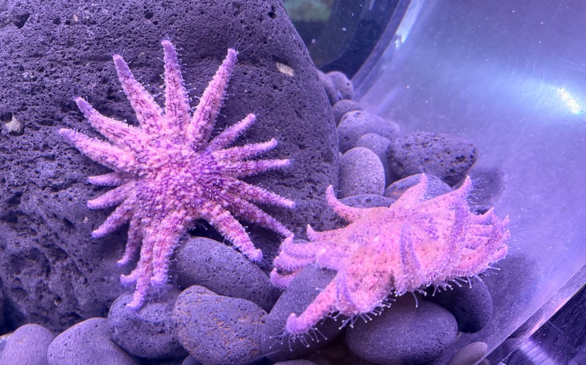 Fuzzy Purple Urchin Eaters Return to Sea Center 