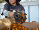 ‘Kids Are Actually Eating the Food’: State Expands Lunch Program That Pairs Schools with Farms