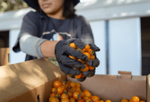 ‘Kids Are Actually Eating the Food’: State Expands Lunch Program That Pairs Schools with Farms