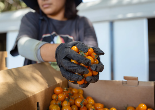 ‘Kids Are Actually Eating the Food’: State Expands Lunch Program That Pairs Schools with Farms