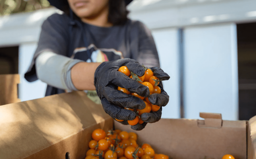 ‘Kids Are Actually Eating the Food’: State Expands Lunch Program That Pairs Schools with Farms