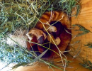 Santa Barbara Zoo’s Mother Red Panda Dies Soon After Cubs