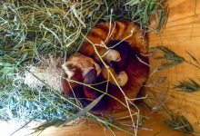 Santa Barbara Zoo’s Mother Red Panda Dies Soon After Cubs