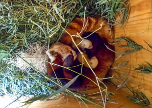 Santa Barbara Zoo’s Mother Red Panda Dies Soon After Cubs