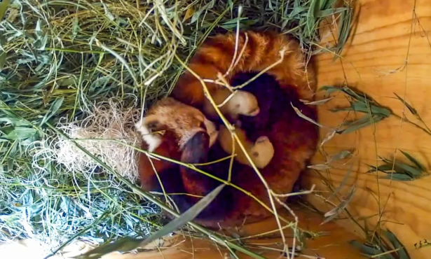 Santa Barbara Zoo’s Mother Red Panda Dies Soon After Cubs