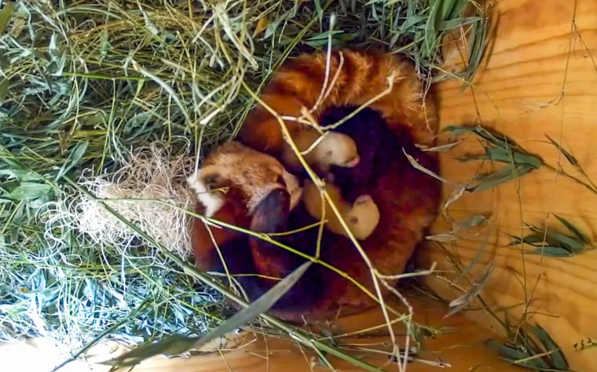 Santa Barbara Zoo’s Mother Red Panda Dies Soon After Cubs