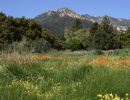 Free Community Day at S.B. Botanic Garden