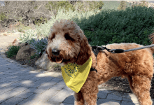 Halloween Pooch Parade