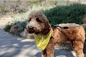 Halloween Pooch Parade