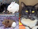 Andrew & Socks, Marcus, and Tommy
