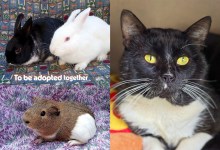 Andrew & Socks, Marcus, and Tommy