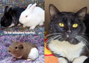 Andrew & Socks, Marcus, and Tommy