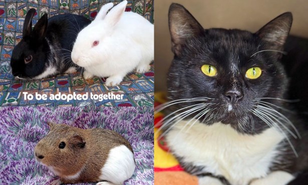 Andrew & Socks, Marcus, and Tommy