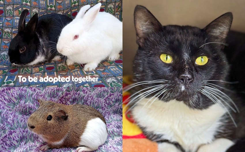 Andrew & Socks, Marcus, and Tommy