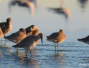 Tour of Coal Oil Point Reserve