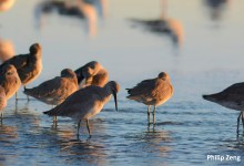 Tour of Coal Oil Point Reserve