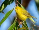 Fall Birding Classes with Sophie Cameron