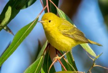 Fall Birding Classes with Sophie Cameron