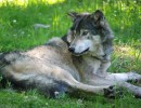 America Nearly Erased the Wolf Once