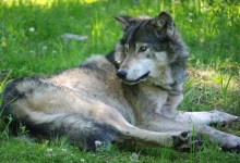America Nearly Erased the Wolf Once