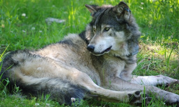 America Nearly Erased the Wolf Once