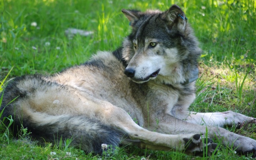 America Nearly Erased the Wolf Once