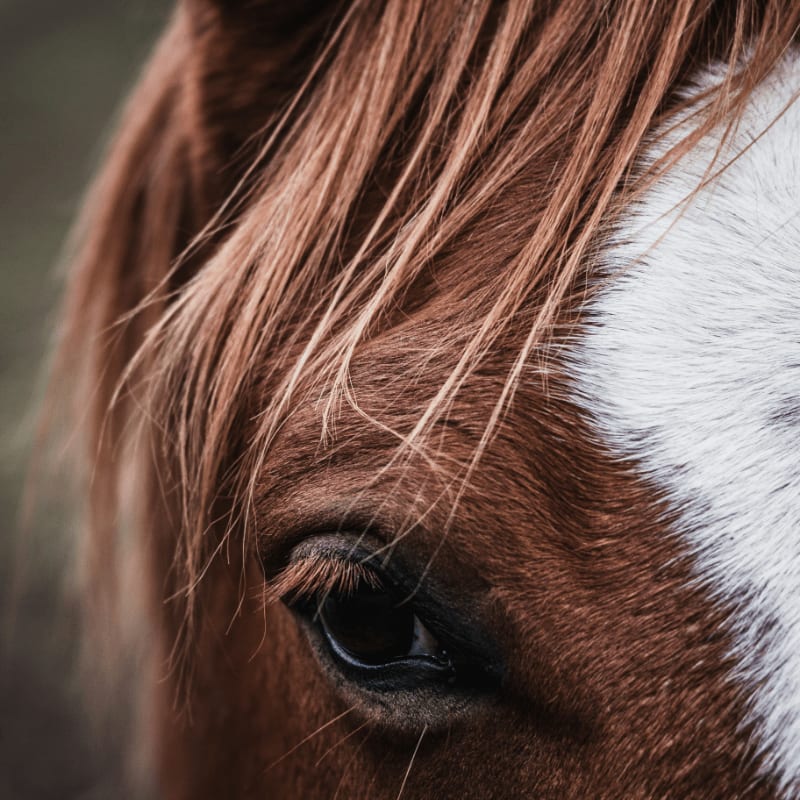 Movement Meditation With Horses