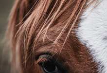 Movement Meditation With Horses