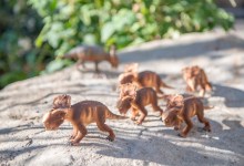 Dinorama Exhibit Opens to the Public