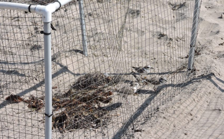 Trump Administration Further Endangers the Endangered Species Act