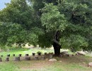 Nature Immersion with Elena Rios at Taft Gardens