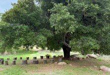 Nature Immersion with Elena Rios at Taft Gardens