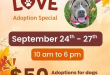 Fall in Love Adoption Special