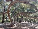 Walk with the Oaks guided by David White & Melina Watts