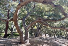 Walk with the Oaks guided by David White & Melina Watts
