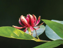 Designing with Water Wise Native Plants