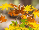 Free Community Day at S.B. Botanic Garden