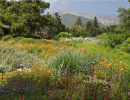 Webinar: S.B. Botanic Garden – Getting Started with California Native Plants